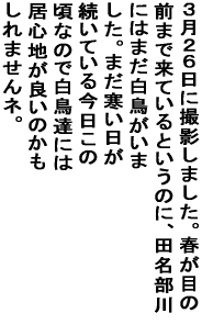�R���Q�U���ɎB�e���܂����B�t���ڂ̑O�܂ŗ��Ă���Ƃ����̂ɁA �c������ɂ͂܂����������܂����B�܂��������������Ă��� �������̍��Ȃ̂Ŕ����B�ɂ͋��S�n���ǂ��̂�������܂���l�B 