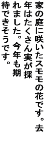 �Ƃ̒�ɍ炢���X�����̉Ԃł��B ���N�͂�����������̂�܂����B���N�� ���҂ł������ł��B 