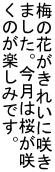 ~̉Ԃꂢɍ炫 ܂B͍ ̂y݂łB