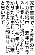 ƒ؉ŁAQxڂ̃X CJ͔|IN̓J XɂꂢɐHׂ ܂̂ŁAN͂ ΍āAn ł悤Ɋ撣肽 Ǝv܂B