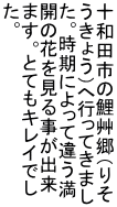 \acš䇋i肻 傤j֍sĂ܂ BɂĈႤ J̉Ԃ鎖o ܂BƂĂLCł B