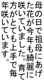 ̓őcɂ ԂNY 炢Ă܂B ƂĂŖ N炢Ă܂B